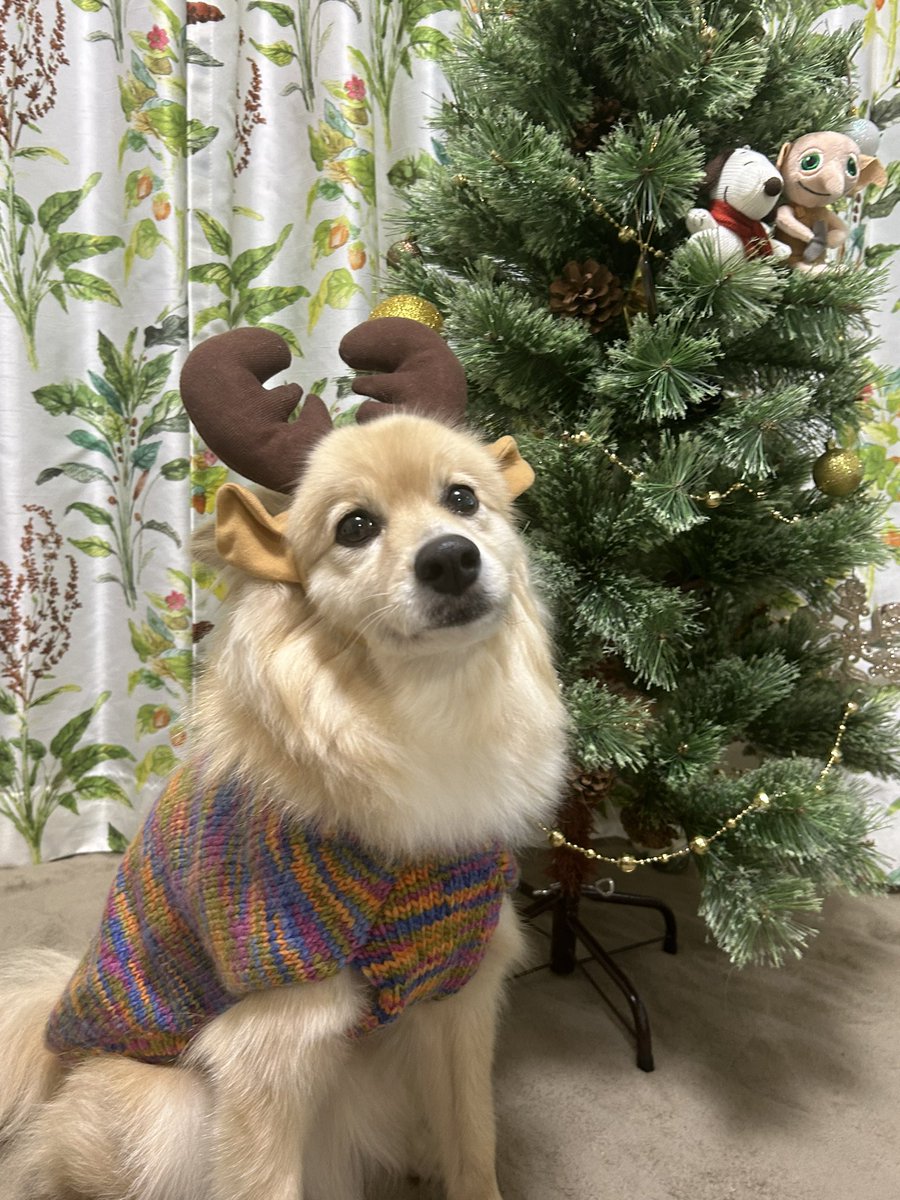 メリークリスマス🎄
めいめい9歳になりました🎂✨
いよいよシニア突入だけど、まだまだ楽しい事して美味しい物たくさん食べて元気でいようね😉
母も一緒に元気でいなければ…ね😉