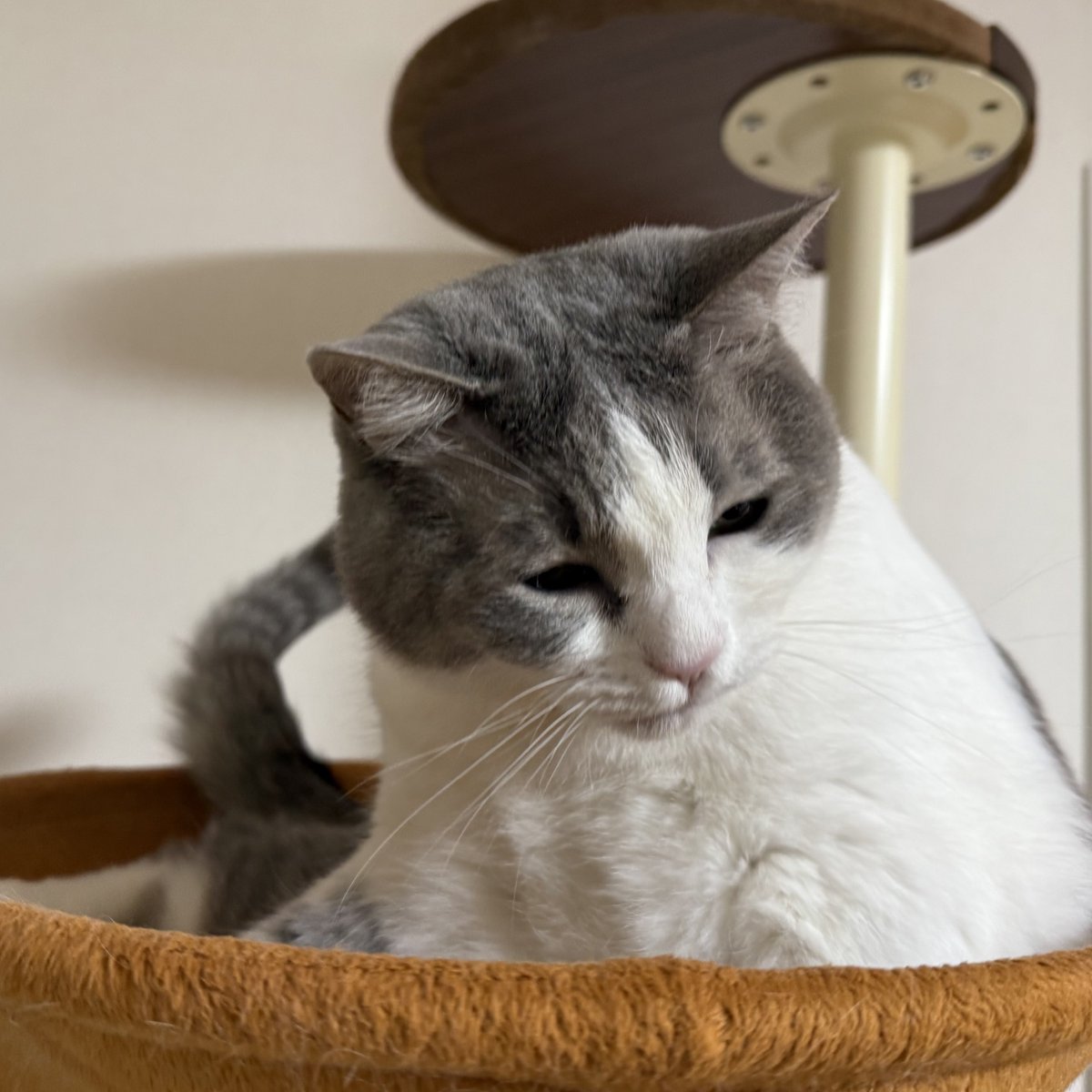 焼き鳥様　確認用ページ お品書き・メニュー | 上野のやきとり鳥笑