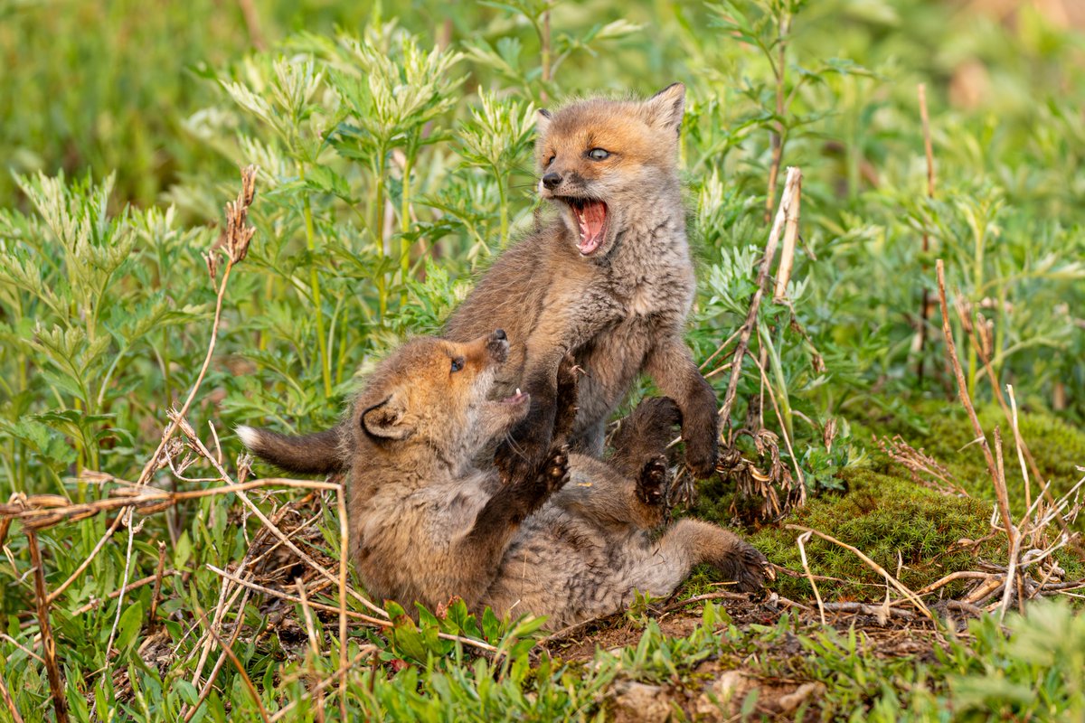 じゅんじゅん (@mintberrxw) / Posts / X