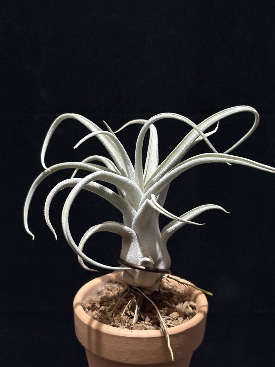 チランジア カプトメデューサ ソノランスノー × ベアコレア チランジア カプトメデューサ ソノランスノー × ベアコレア Tillandsia