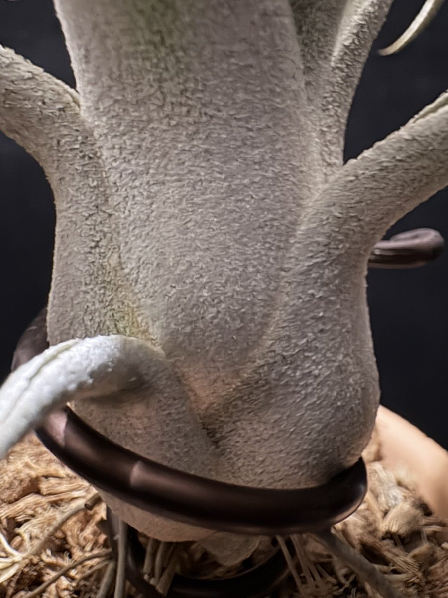 チランジア カプトメデューサ ソノランスノー × ベアコレア Tillandsia