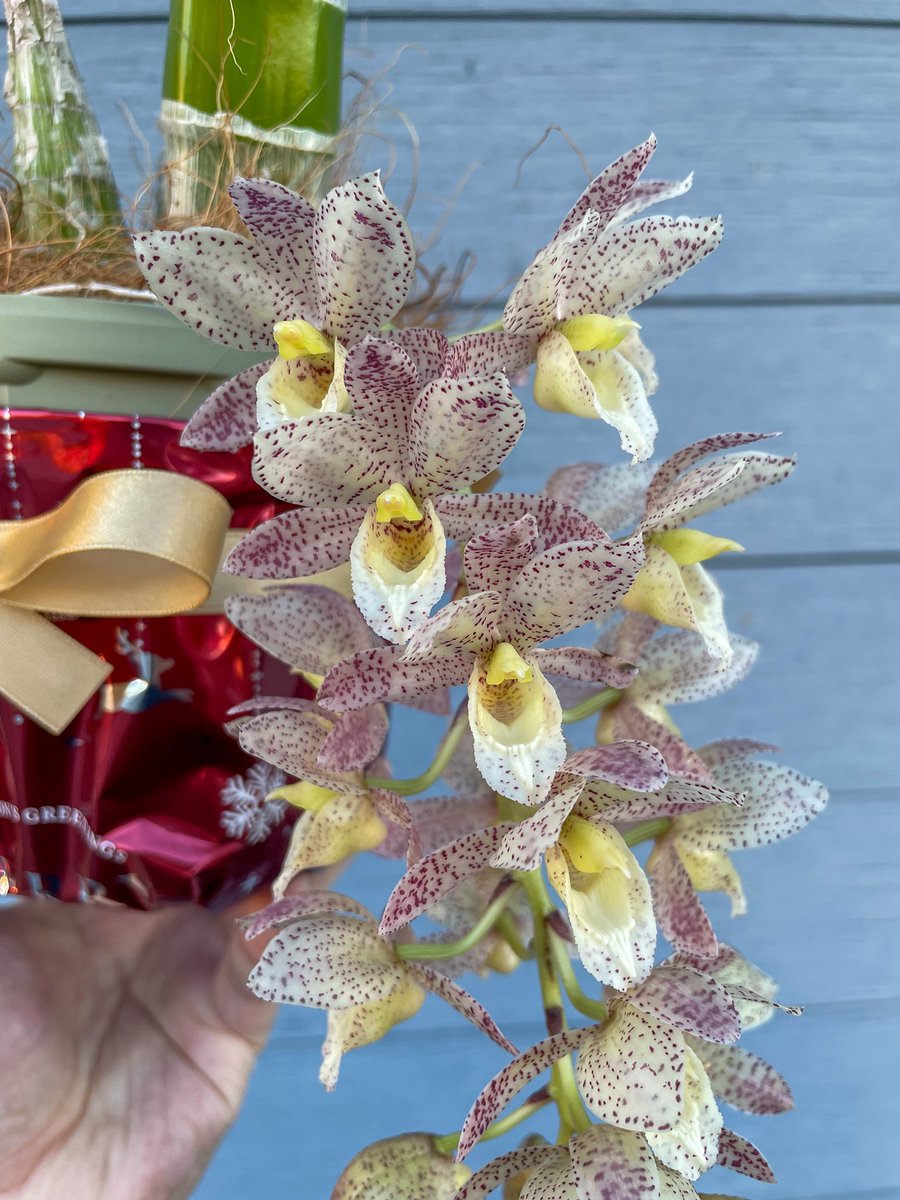 Clowesetum Kool Tiger ピンク白クロウェセタム