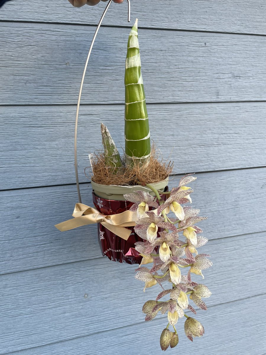 Clowesetum Kool Tiger ピンク白クロウェセタム