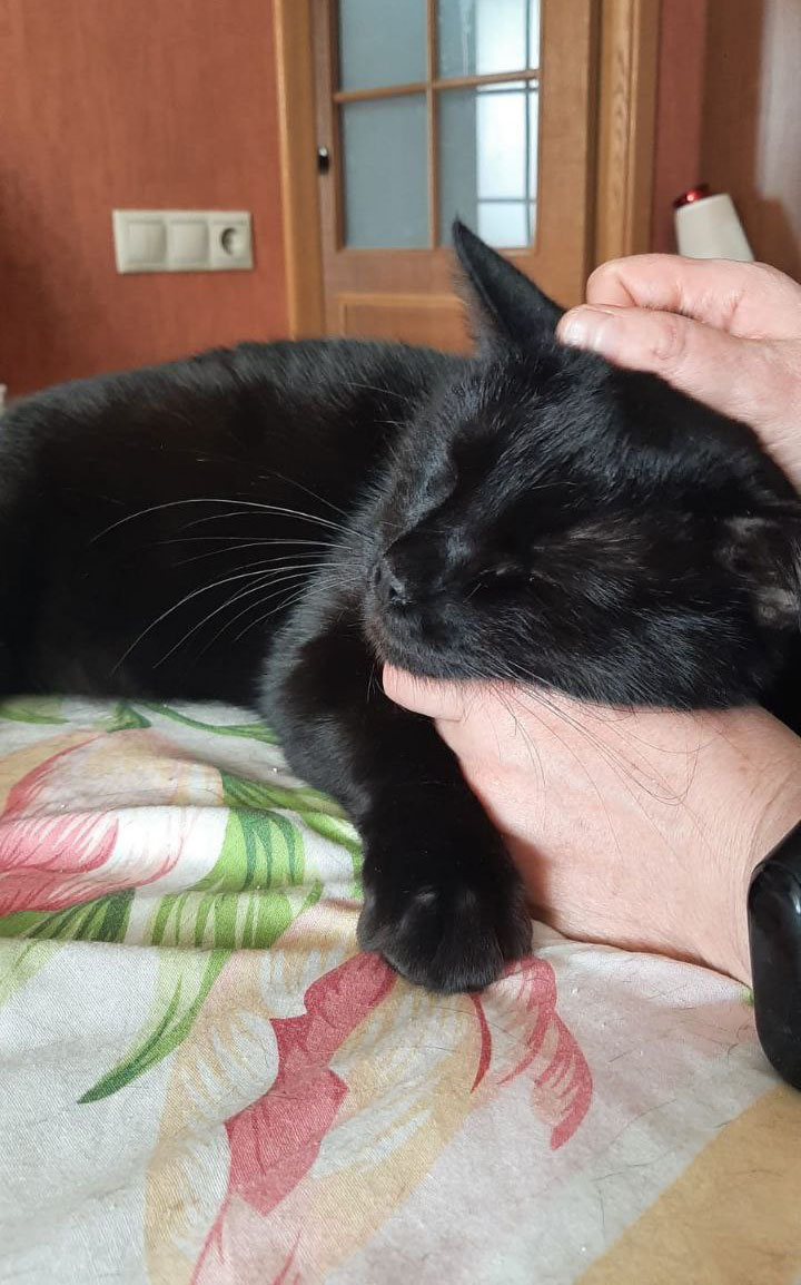 #Москва и МО
🎄❤Ищет дом кот-психотерапевт Мишка! Лечит уныние и печаль, вносит позитивный настрой и поддерживает в трудную минуту! Около 4 лет, кастрирован, вакцинирован, клинически здоров.
Мишка - удивительный кот, ласковый и добродушный, немного неуклюжий и очень уютный.