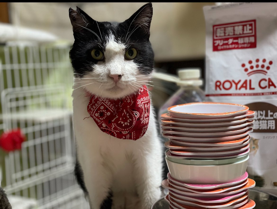 Yuan♥️ページ 可愛い😍可愛い😍 にゃん太が亡くなりました。 精一杯生きて 精一杯私