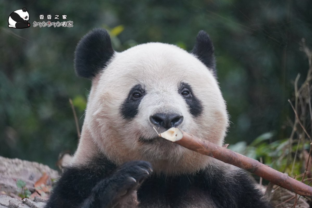 シャンシャンの家 (@NanSenko78281) / Posts / X