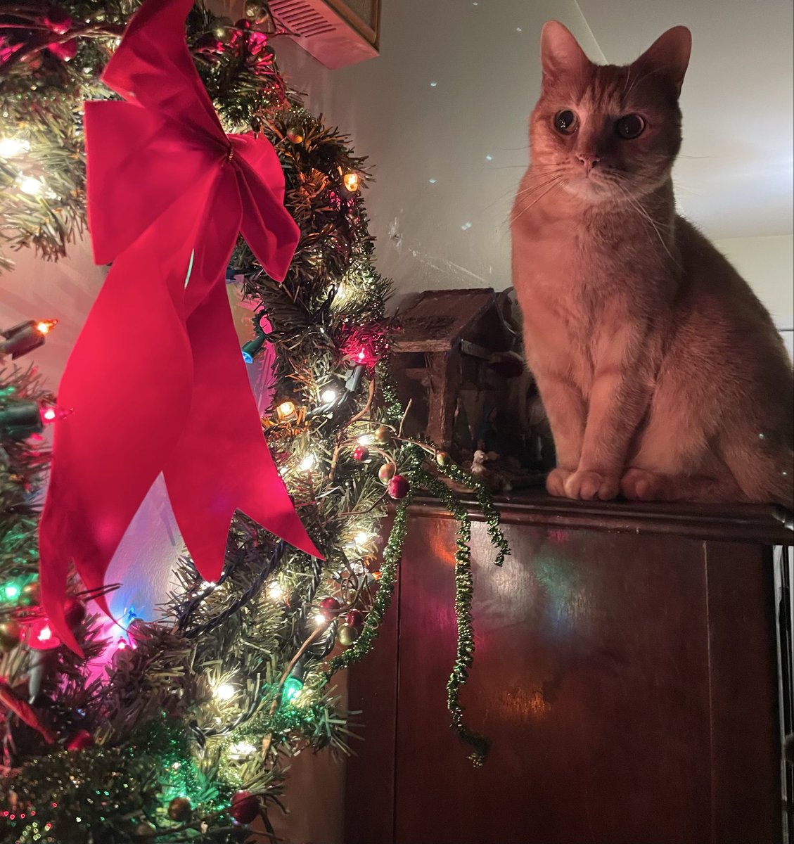 AngelCandyMom's tweet image. Merry Christmas - part 1.