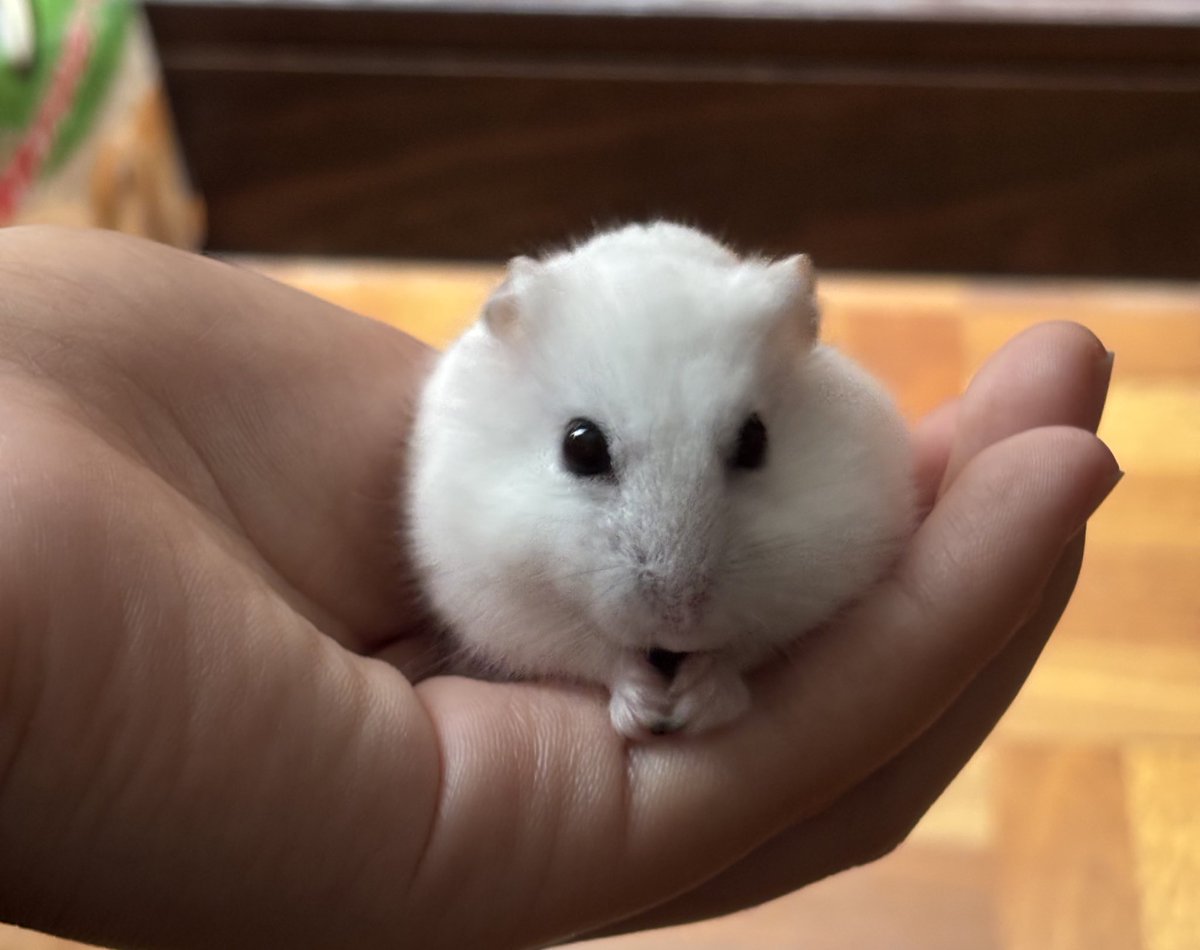 お久しぶりです
今月で家のおもちさんは2歳になりました✨️