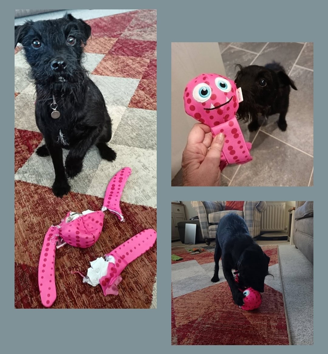 SianLewin1's tweet image. Well that didn't take long Buddy 🤣 
Buddy the destroyer 🐾

#patterdaleterrier
#Christmas 
#DogGift
