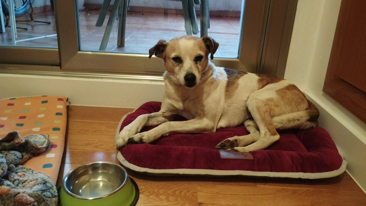 Mi hermana se ha encontrado esta perrita en la zona de Juan Carlos I en Murcia.No lleva collar ni chip.Está en su casa pero ella no se la puede quedar.En el <a href="/AytoMurcia/">Ayuntamiento de Murcia</a>  no le han dado solución.A ver si difundiendola por aquí podemos encontrar a los dueños