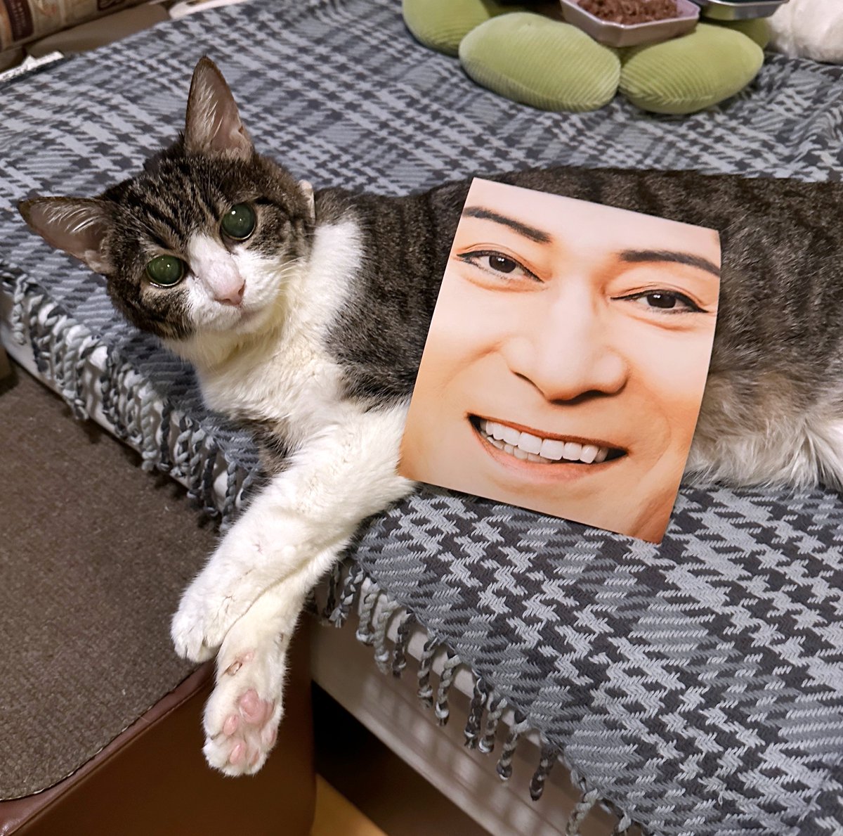 ネコチャン、ほらファミマツケン印刷まつりステッカー 「でかマツケン