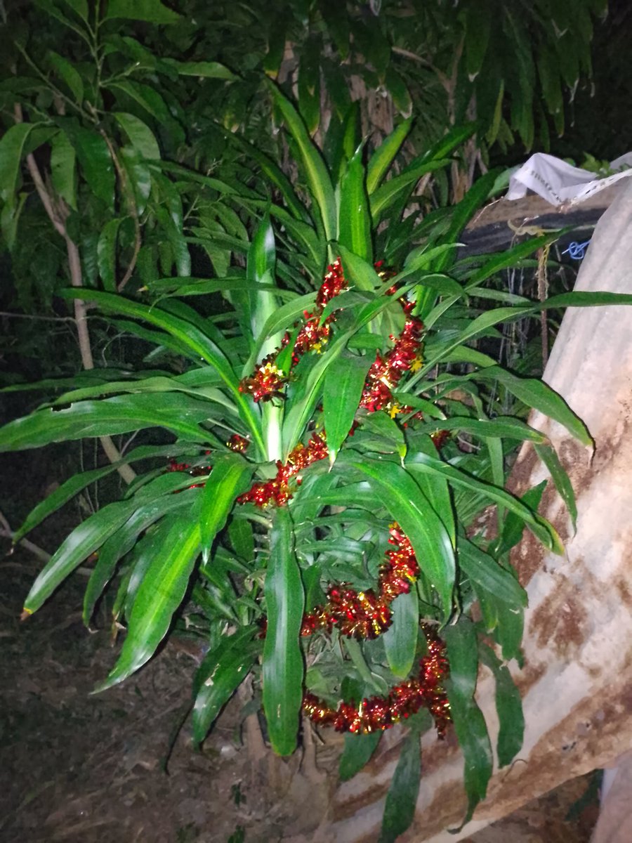 Looknoon19's tweet image. พอจะแทนต้นสนได้ไหมอันนี้ @impeachii 😂😂