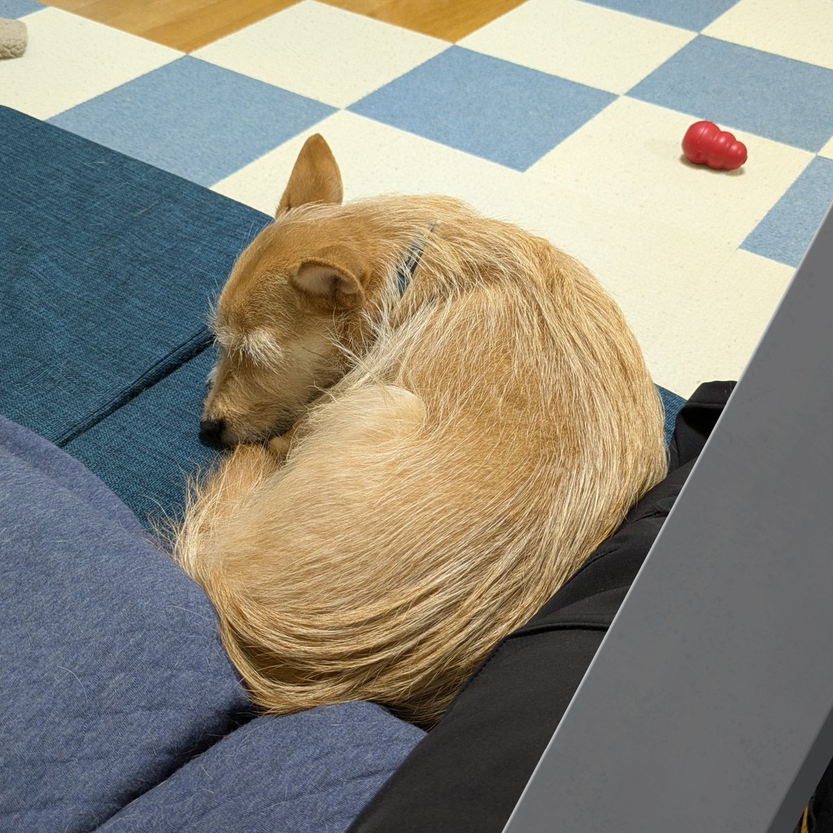 犬ちゃん (@dogchan1010) / Posts / X