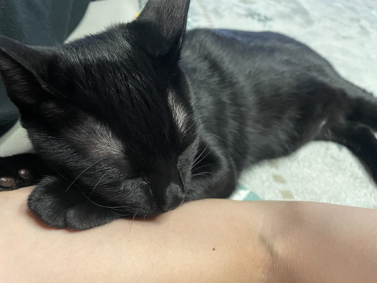 さも(melt) tweet media