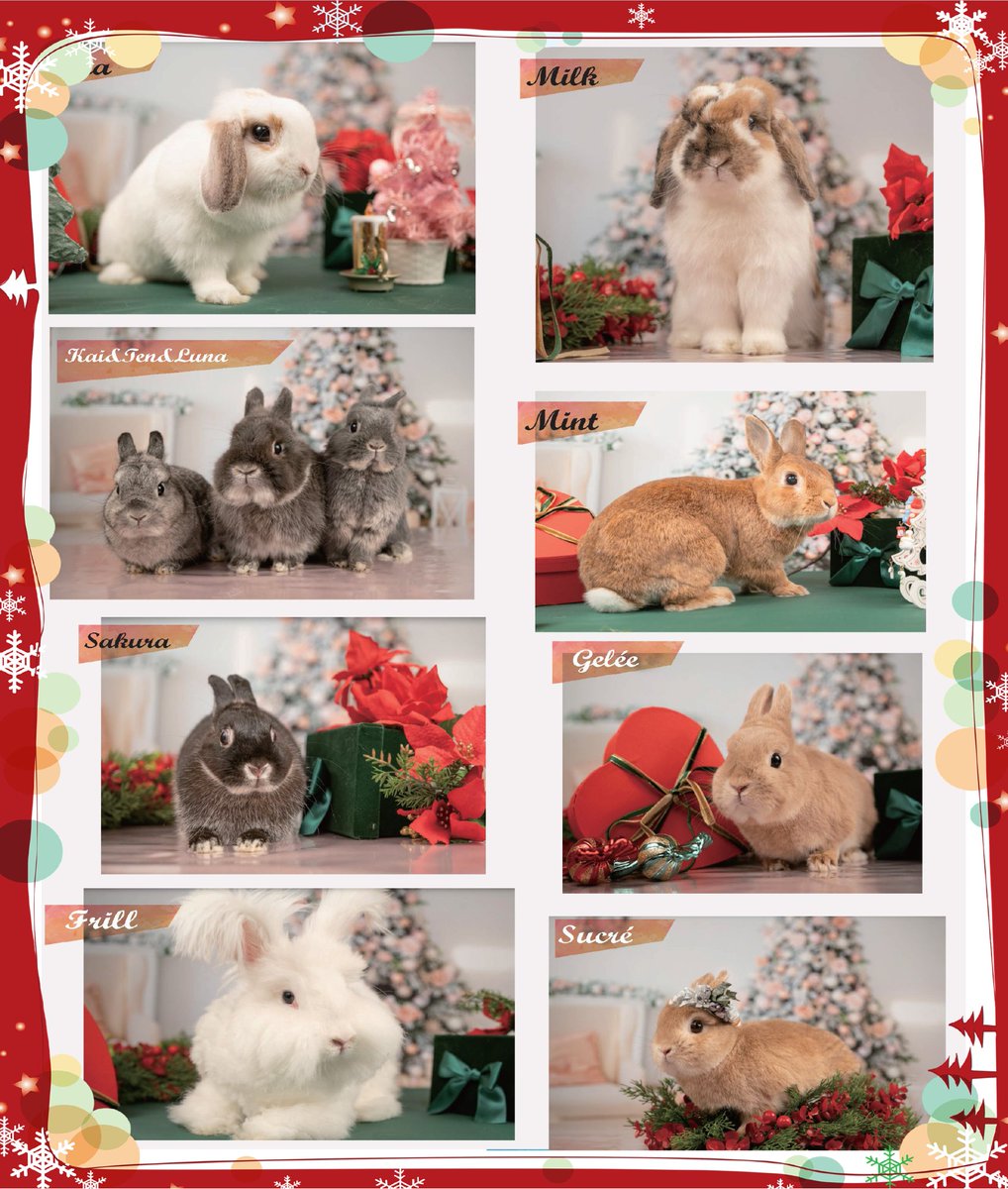 まだまだクリスマスは終わらないよね？ （遅くなりました～！）かわいこちゃんからメリークリスマス🎄第二弾ですよ🐇