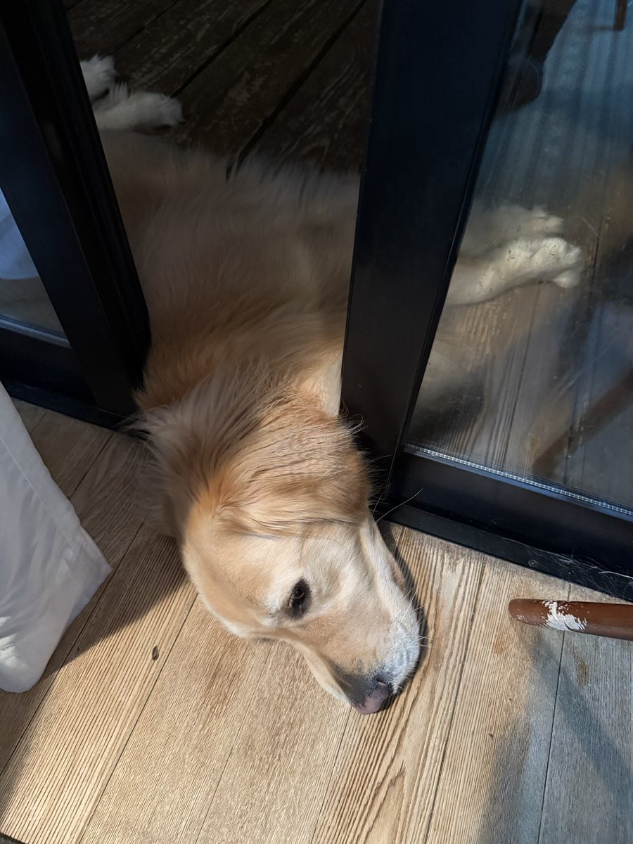 Riko_Murai's tweet photo. ずっとベランダにいたいが部屋の様子も監視したい犬 https://t.co/efYCq62aMo