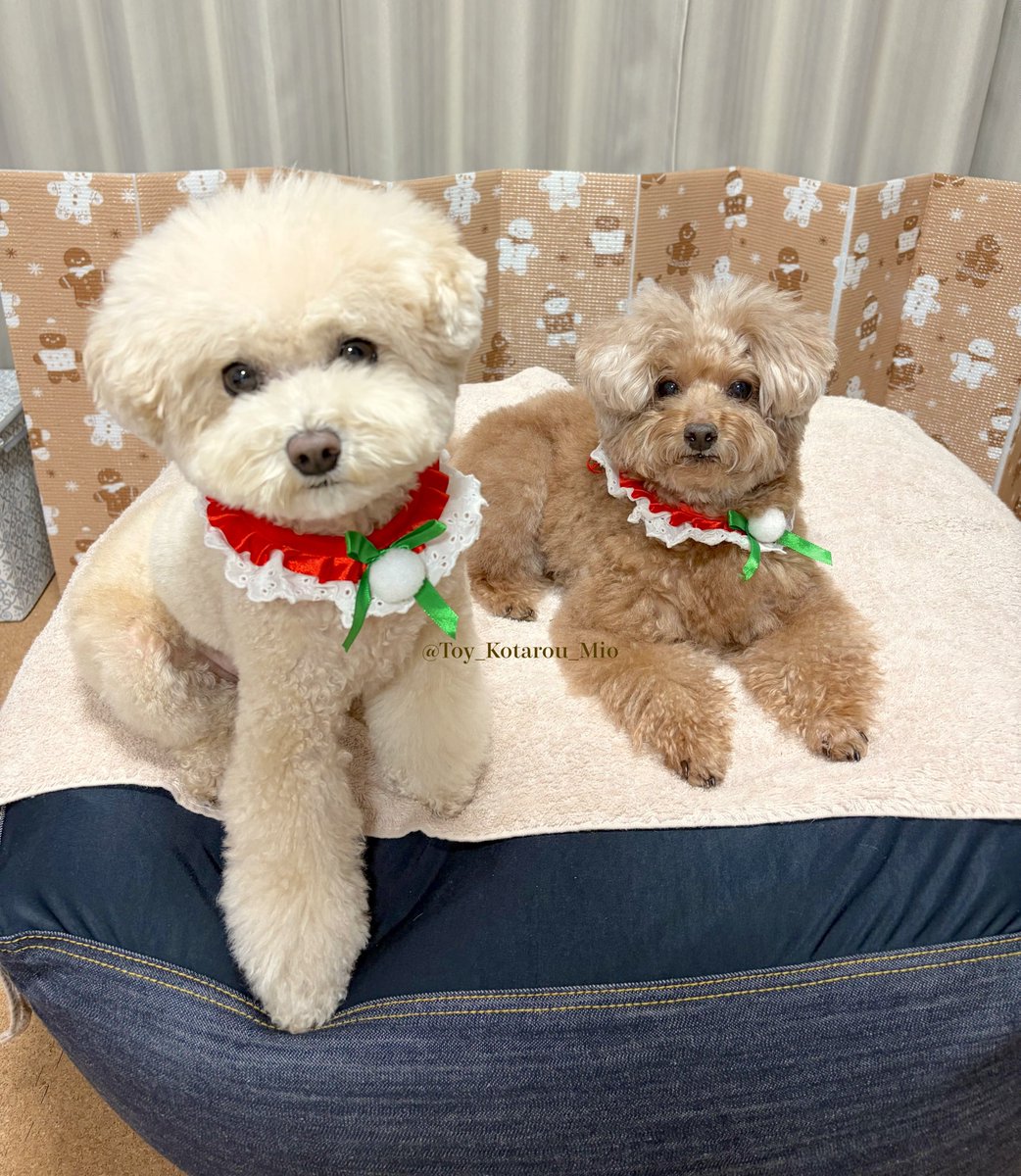 トイプードルの虎太郎&三桜 (@Toy_Kotarou_Mio) / Posts / X