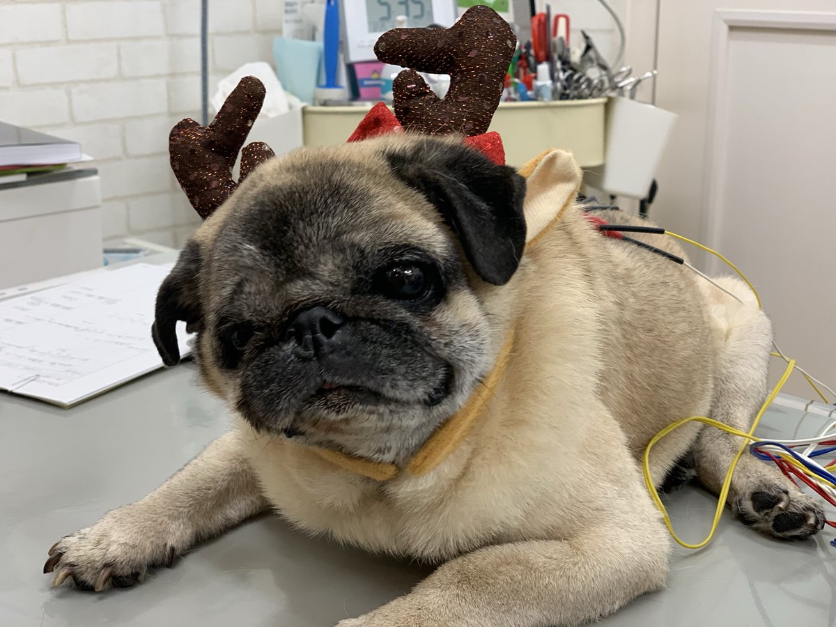 🎄トナカイさん治療中🎄

トナカイさんもメンテナンスが必要です😆