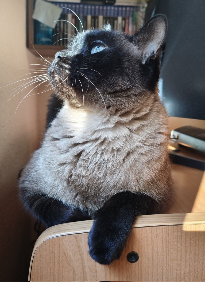 Vengo a dejaros foto de mi peludito para alegraros el día, y también para presumir de gato porque Thor es una belleza ❤️❤️❤️