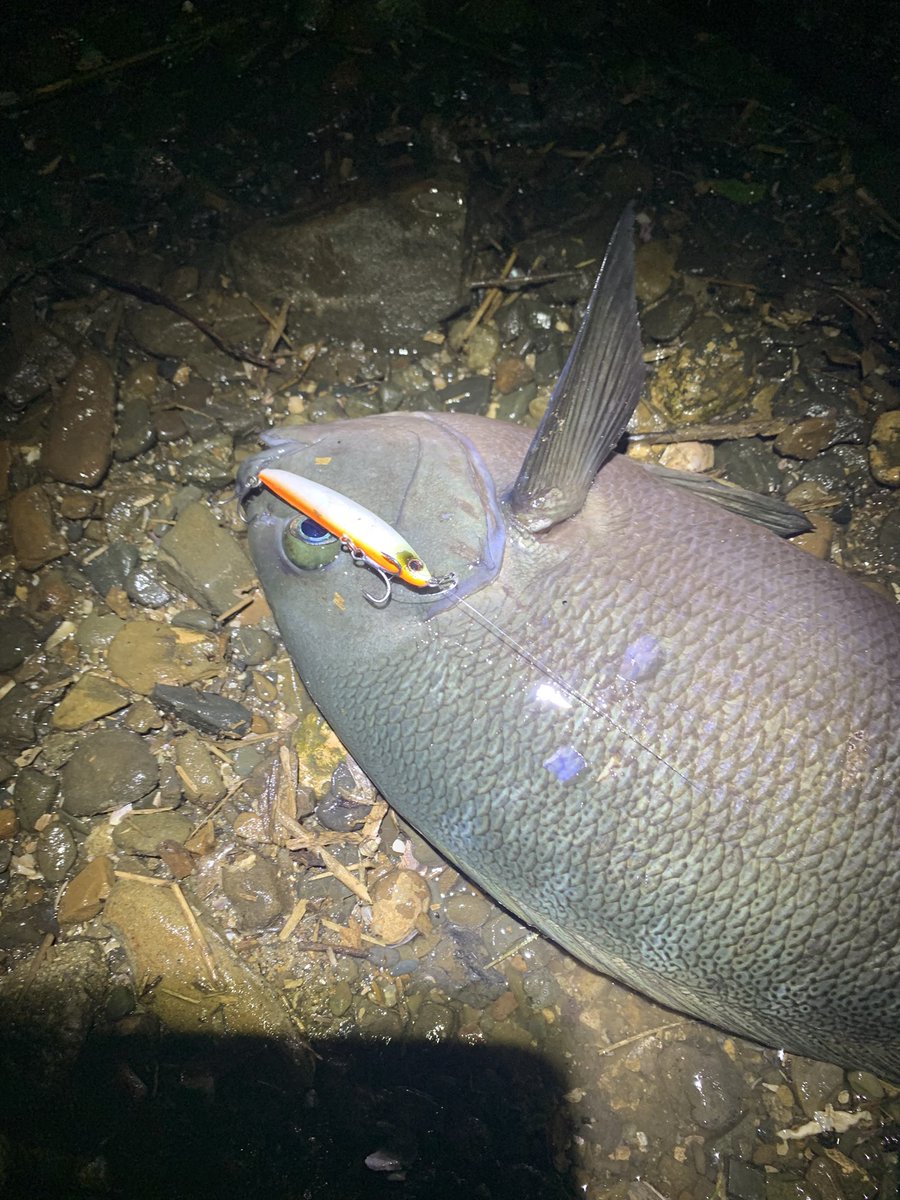 UーSAN🎣デカハネＧＰ２０２６ tweet media