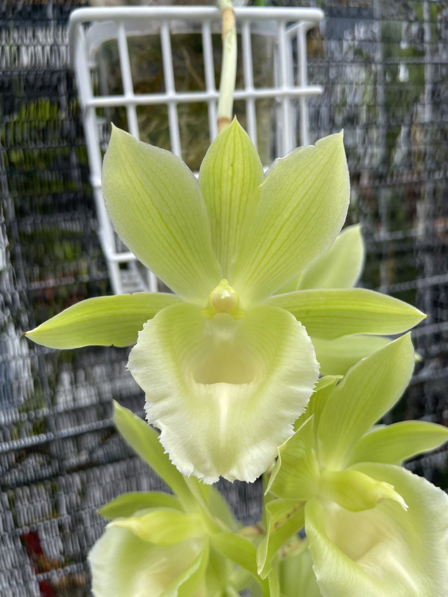 北条早雲@タケノコ蘭沼 (@chakky12031020) / Posts / X