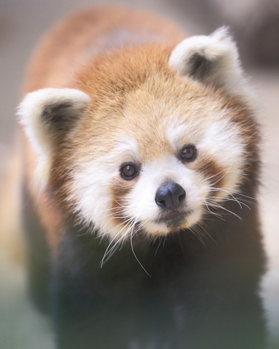 redpanda