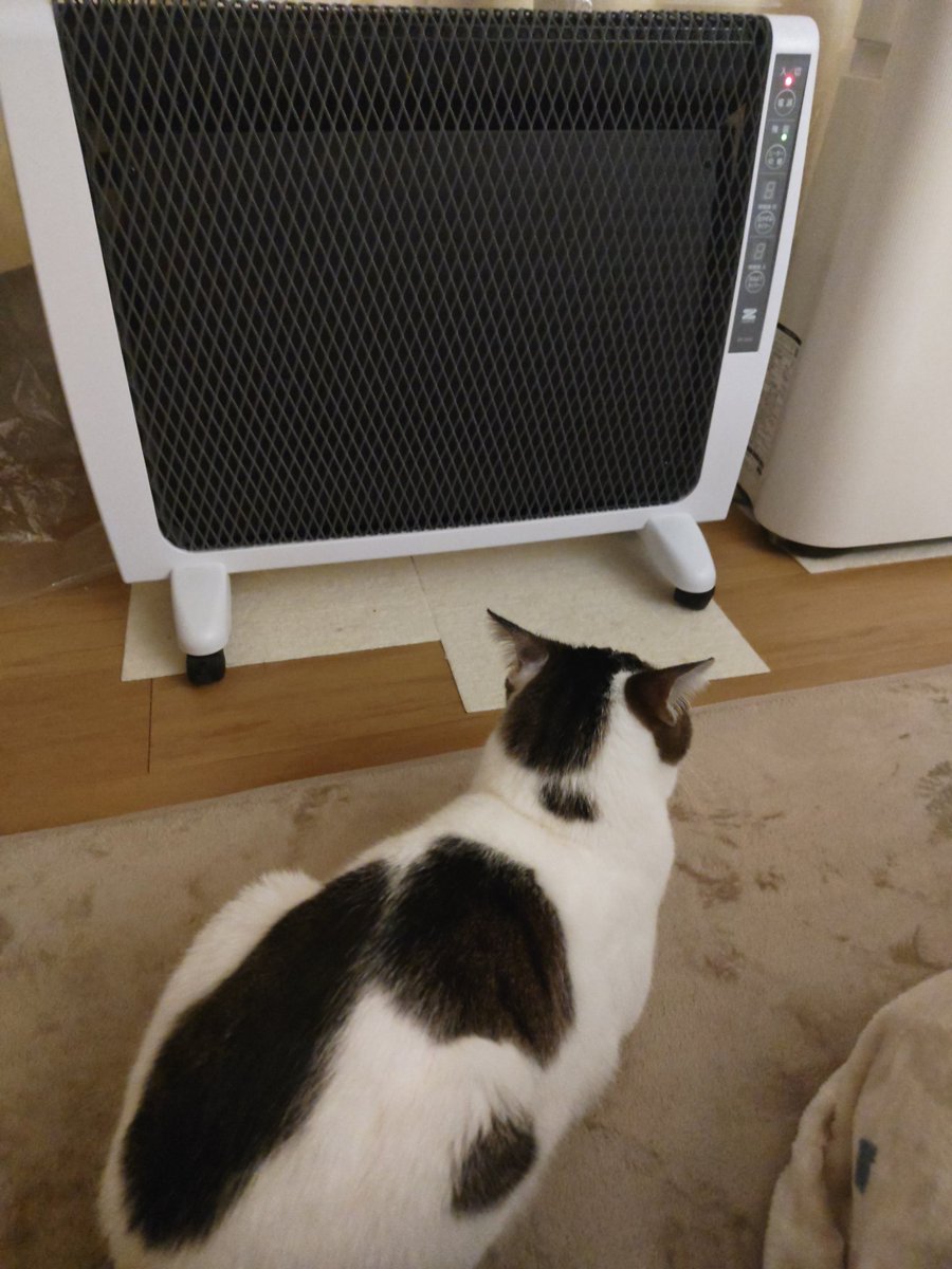 電源ついてないって顔で見てるけどついとるがな #キジ白 #猫のいる