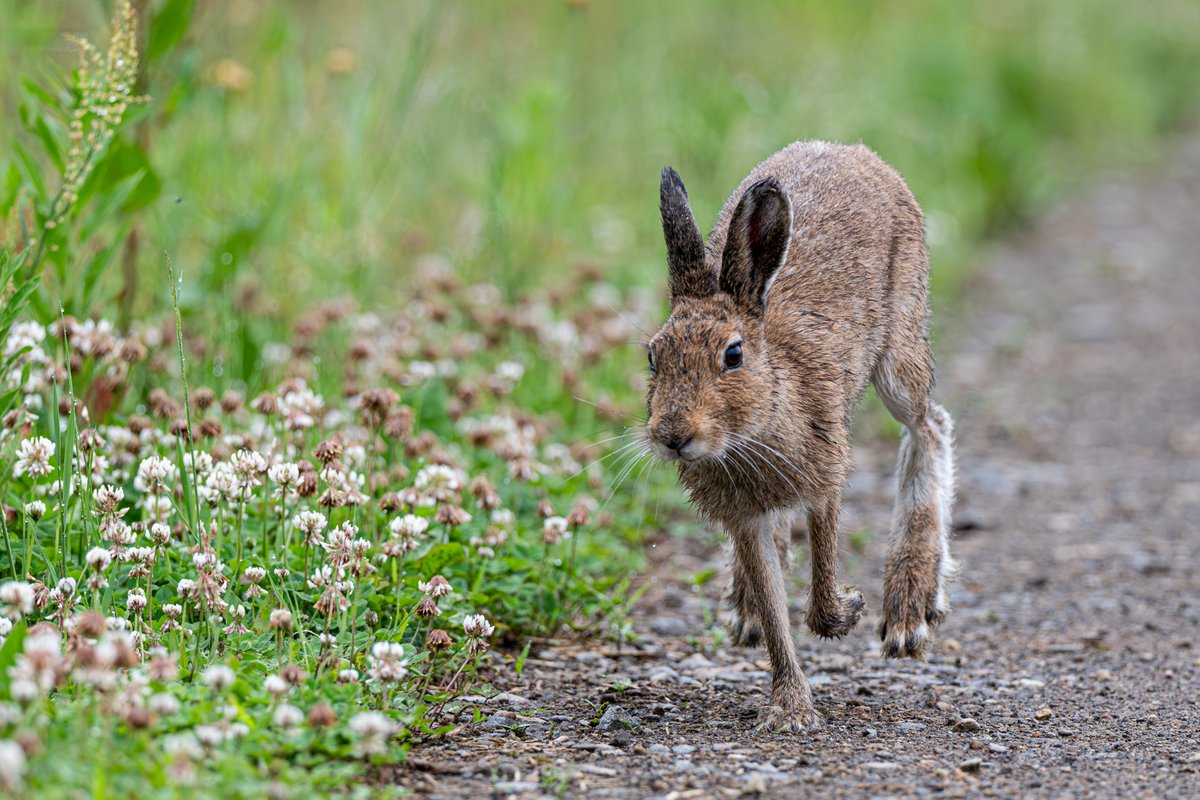 じゅんじゅん (@mintberrxw) / Posts / X