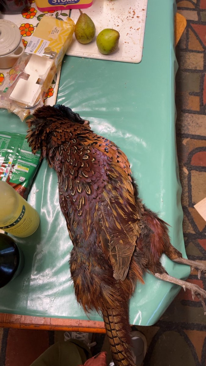 <a href="/_ROUNDTHEBEND__/">⛳️</a> My Nan’s got me a dead pheasant