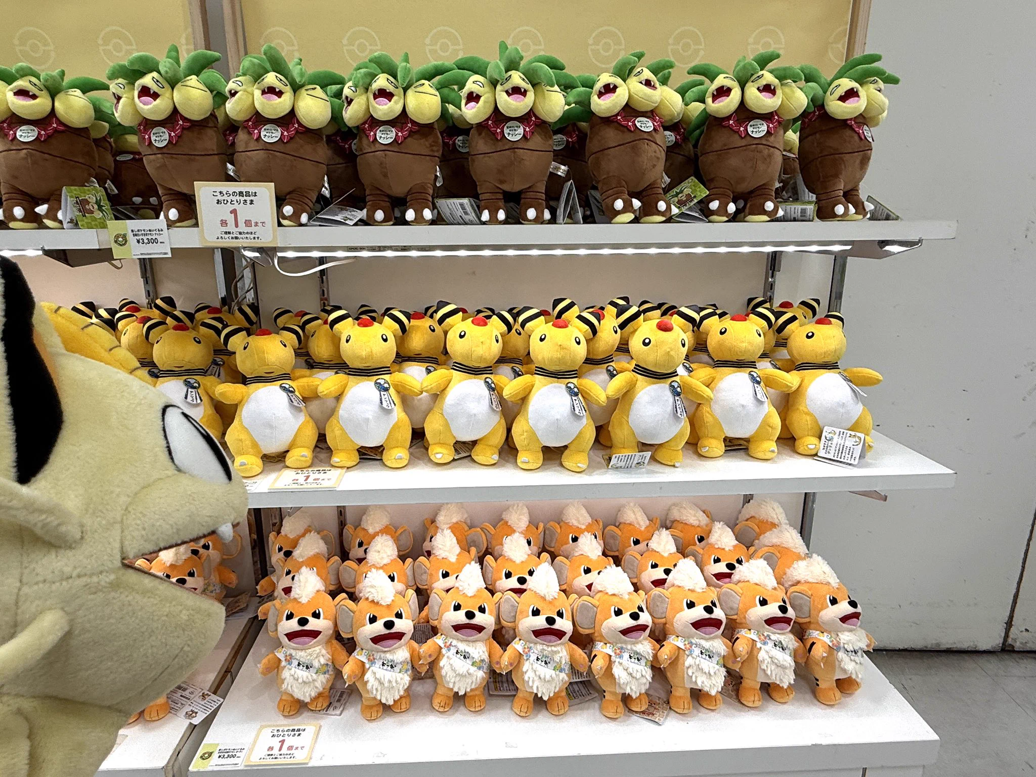 ポケモンだいすきクラブ編集部【公式】 on X: 
