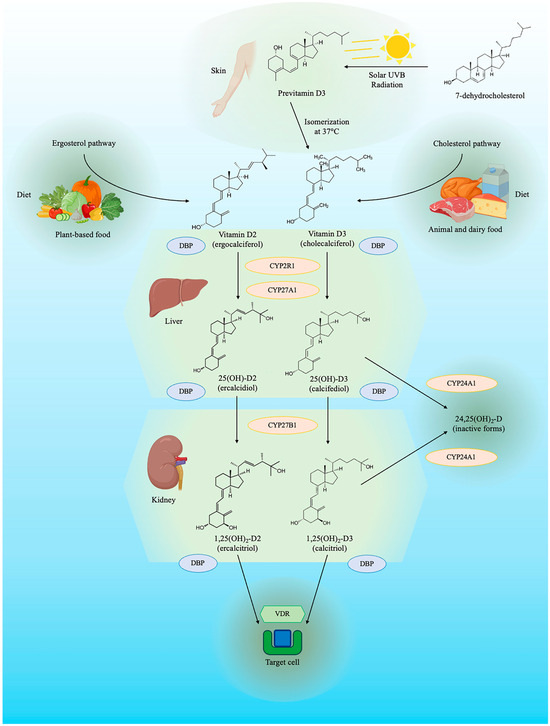 Biomed_MDPI's tweet photo. #recommendedpaper #MustRead #IndustryTrends #InsightfulRead
Today's recommended article is as follows:๐ค
Title: Vitamin D and Cardiovascular Diseases: From Physiology to Pathophysiology and Outcomes
Check it out:๐ฅณ
https://t.co/DGbmv9aRP7
@MDPIOpenAccess @MDPIBiologySubj https://t.co/ThCXAV7xuc