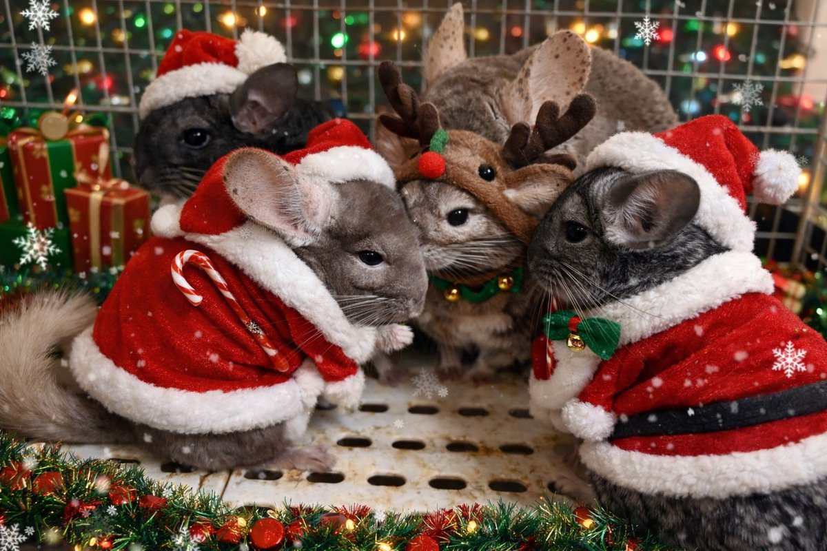 RICO_chinchilla's tweet photo. メリークリスマス🎄✨️
 #チンチラ https://t.co/V9Y6qLc6cd