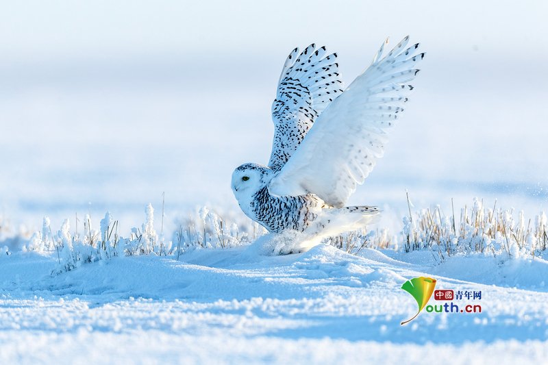 YouthChina's tweet photo. On December 22, 2025, in Hulun Buir City, Inner #Mongolia Autonomous Region, a female snowy owl, a winter #migratory #bird that traveled from the Arctic and is listed as a national second-class protected animal, was spotted in #Hadatu Pasture of #Chenbarhu Banner. It was seen flying, foraging, and resting on the grasslands amid a cold wave with temperatures below -30 Celsius. #ChinaTravel #wildanimal #bird