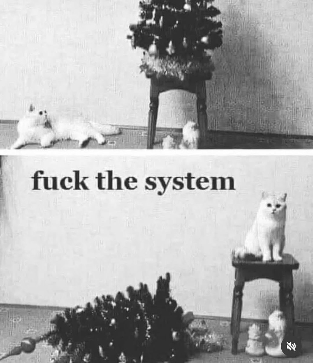 NoCatsNoLife_m's tweet image. 