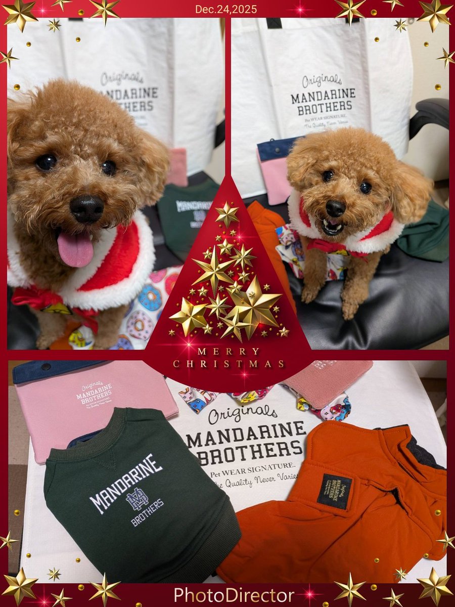 本日のワンショット🐶
🐾メリークリスマス🐾

クリスマス🎄🎅

今日もプチパーティ楽しみますよ✨

会社帰りに買い出しするぞ👍

そして、てんちゃんにプレゼント🎁💖

皆さんも素敵なクリスマスをお過ごしください💙

クリスマスプレゼントでちゅ～～～🐶💕💕💕
#トイプー
#犬好きさんと繋がりたい