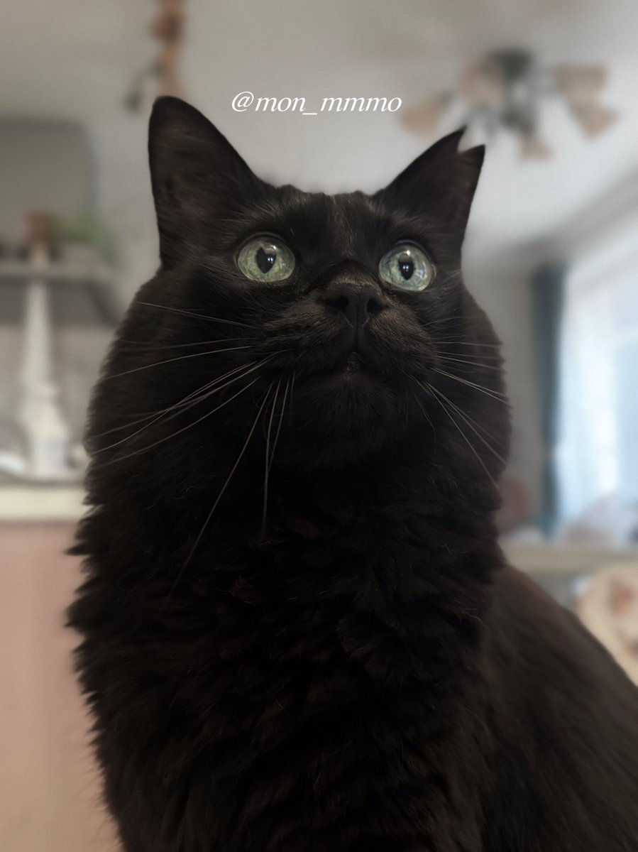 もんちゃん (@mon_mmmo) / Posts / X