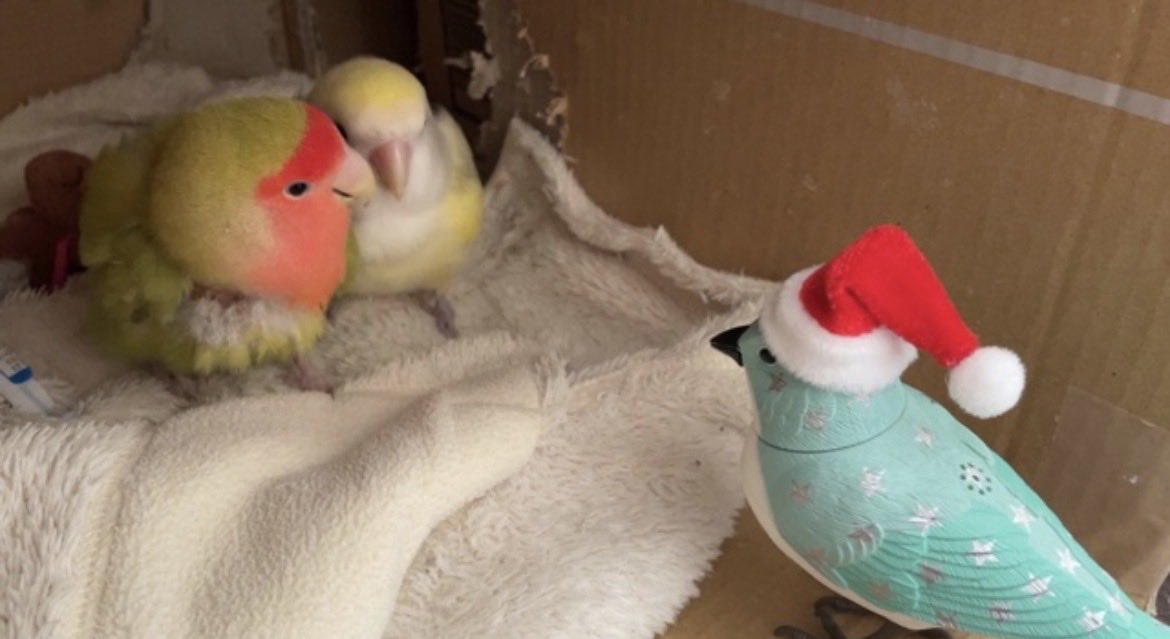 megtype's tweet image. サンタさんと鉢合わせ