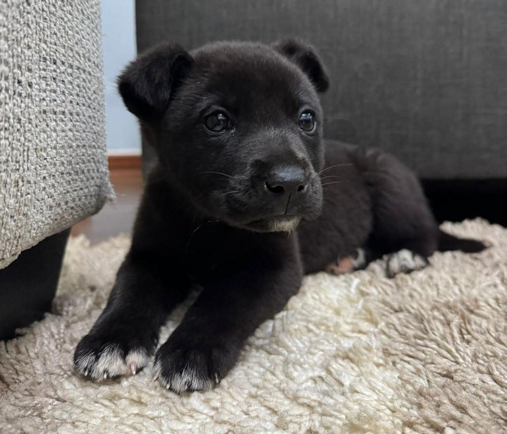 Peter #1 tweet media