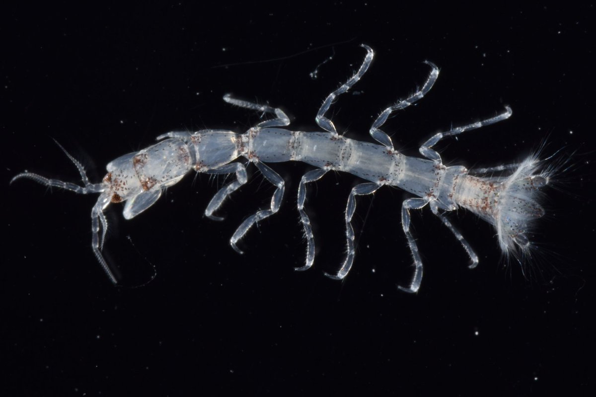 uminanafushi's tweet photo. Happy #Crustmas with a super cool Accalathura isopod! https://t.co/MI6xeo2tyA