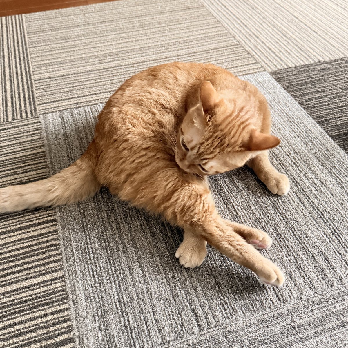 おねこさん🐈 (@moto_jia) / Posts / X