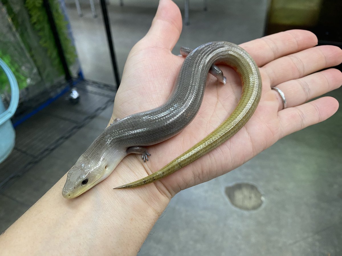 【EU便新入荷‼️】
･エルドラードギャリワスプ

来ました！激レア黄金ギャリー！！✨️
成長に伴い、更に黄金色に輝き腹部は
真紅に染まる超絶美麗種‼️
美しくなるオス個体の入荷です！！
【築地】
 #みなとペポニ