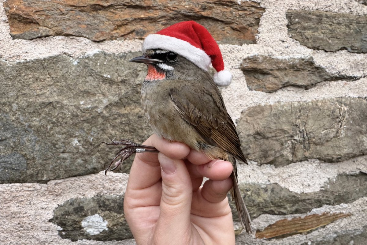 North Ronaldsay Bird Observatory tweet media