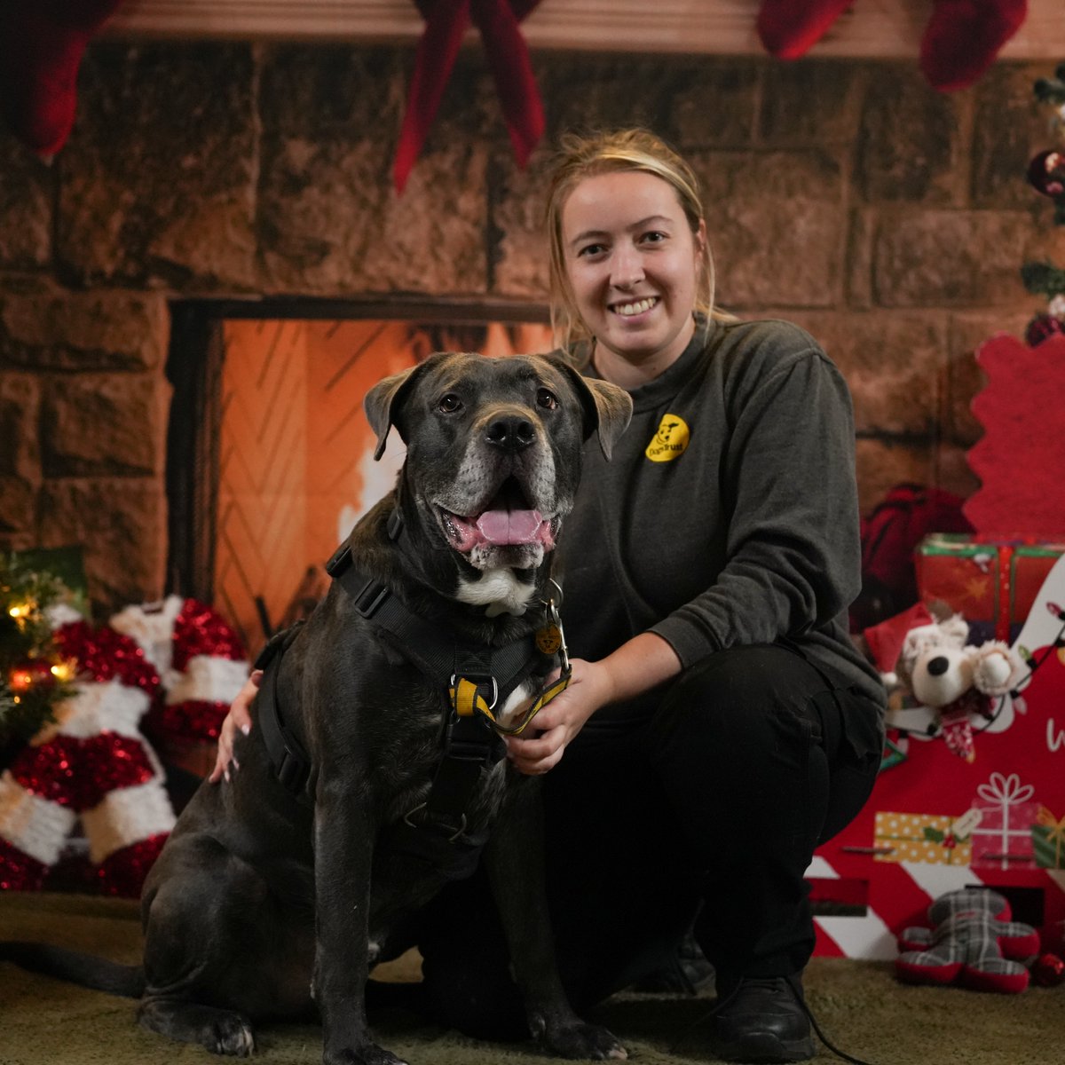 Dogs Trust 💛🐶 tweet media