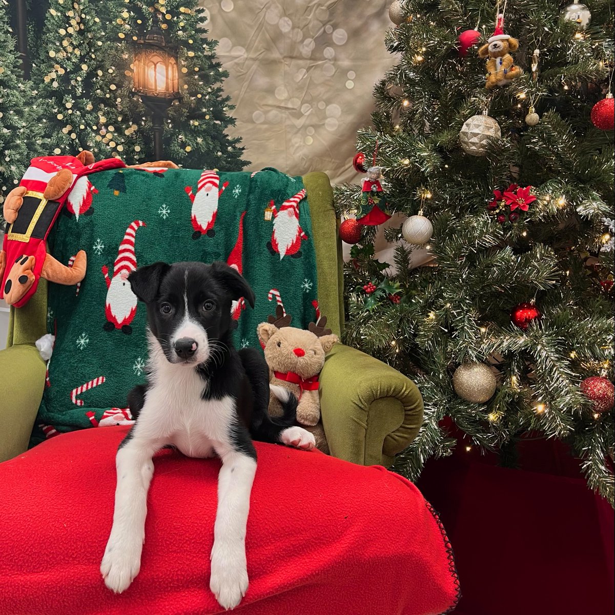 Dogs Trust 💛🐶 tweet media