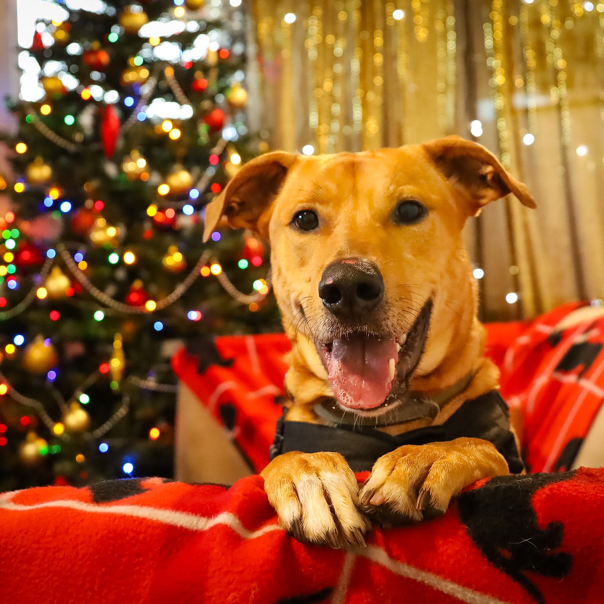 Dogs Trust 💛🐶 tweet media