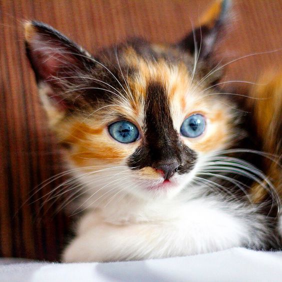 Azurasunrize's tweet photo. @SatanWantsU2 
" azura sneaks into smexitans room and places 3 little kittens on his bed she then sits next to them to wait so they don't get lost before he shows"

I hope he gets back soon

Pets the kittens as I wait https://t.co/yvmY45QwAr