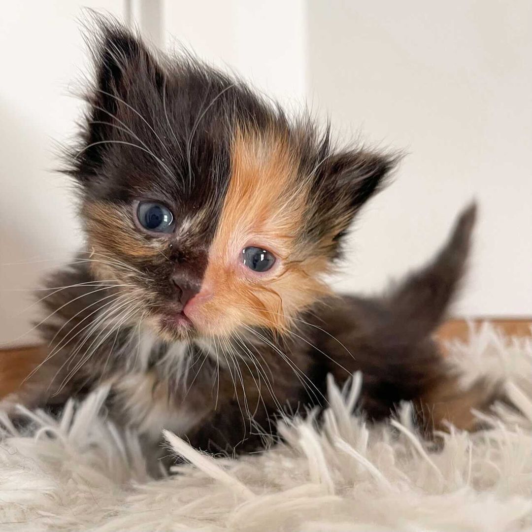 Azurasunrize's tweet photo. @SatanWantsU2 
" azura sneaks into smexitans room and places 3 little kittens on his bed she then sits next to them to wait so they don't get lost before he shows"

I hope he gets back soon

Pets the kittens as I wait https://t.co/yvmY45QwAr