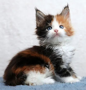 Azurasunrize's tweet photo. @SatanWantsU2 
" azura sneaks into smexitans room and places 3 little kittens on his bed she then sits next to them to wait so they don't get lost before he shows"

I hope he gets back soon

Pets the kittens as I wait https://t.co/yvmY45QwAr