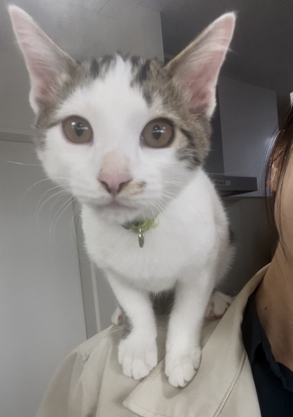 【動物の飼い方講習会及び譲渡会を開催します】
日時：令和7年1月10日（土）13時から講習開始（受付：12：30～13：00）
場所：和歌山市動物愛護管理センター
（和歌山市松江東3－2－63）
TEL：073-488-2032
※講習受講を希望される方は、13時までにお越しください。予約は不要です。