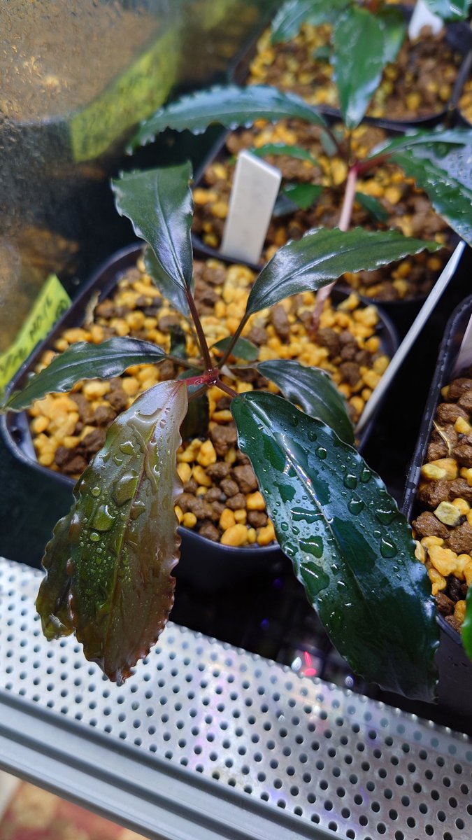 クリプトコリネとブセファランドラの沼 (@DfpQl72wTYukLub) / Posts / X